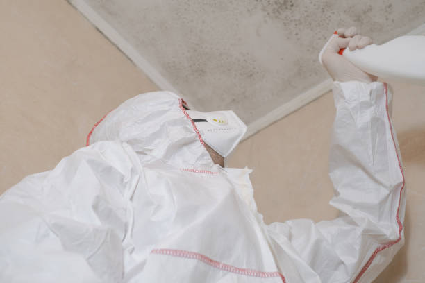 Best Water Damage & Mold Remediation  in USA